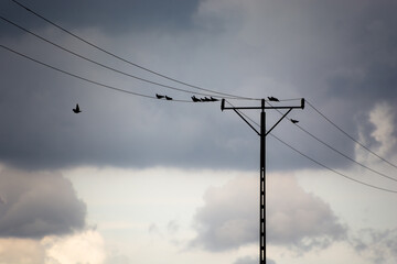 sylwetka słupa energetycznego na tle nieba, ptaki siedzące na przewodach © Andrzej Michaluk