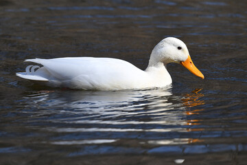 Beautiful White Pekin swinging in a pound with reflection in the water