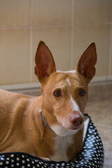 Beautiful cinnamon and white hound