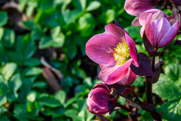 Closeup of pink flowers on a hellebore plant blooming in a sunny garden
