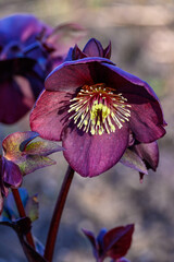 Closeup of dark burgundy flower on a hellebore plant blooming in a sunny garden
