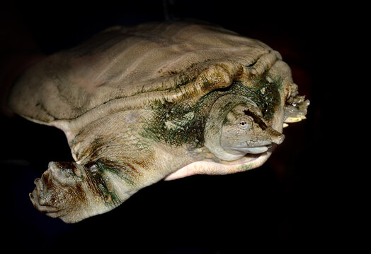 Chinese Trionyx (Trionyx chinensis)  softshell  freshwater turtle on black background