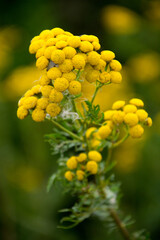 wrotycz na żółtym i zielonym tle