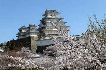 Naklejka premium 姫路城 満開の桜