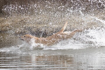 Fototapeta premium Dog makes a big splash in the water.