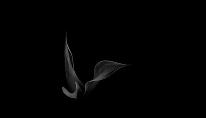 elegant and sensual minimalistic agave cactus in black and white in the style of edward weston - 426932232
