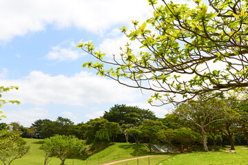 さわやかな青空と新緑
