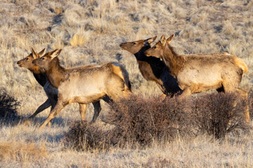 Herd of Elk