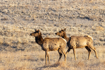 Herd of Elk