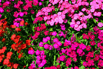 色鮮やかなナデシコの花