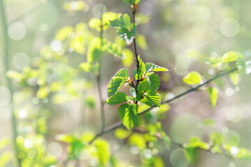 Fototapeta na wymiar Young green leaves on a black currant twig in spring. Beautiful nature view green leaf on blurred greenery background under sunlight with bokeh. Natural plants landscape with copy space