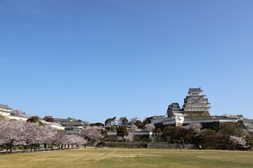 Fototapeta na wymiar 姫路城　満開の桜