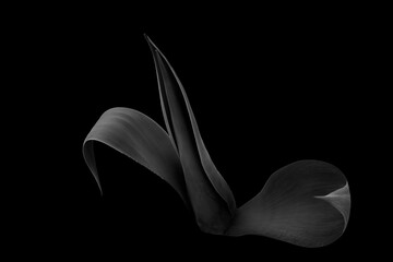fine art rendition of agave in black and white in style of edward weston - 426932807