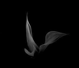 agave elegante in black and white - 426932821