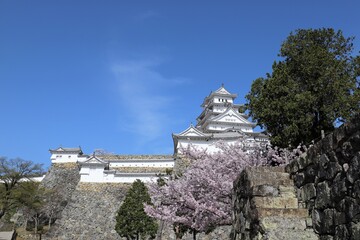 Fototapeta na wymiar 姫路城　満開の桜