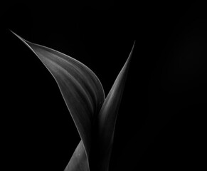 fine art agave black and white in the style of edward weston - 426932863