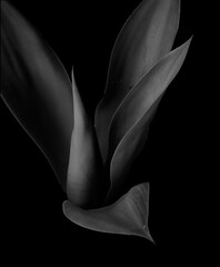 sensual and elegant agave in black and white - 426932866