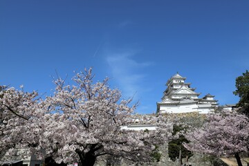 姫路城　満開の桜