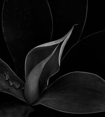 sensual agave with big raindrops - 426932874