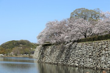 姫路城　満開の桜