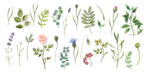 A large set of floral elements. Stems, leaves, twigs of flowers. Greenery clipart on a white background. Rose, cornflower, poppy, lavender, eucalyptus. The watercolor illustration is drawn by hand.