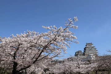 姫路城　満開の桜