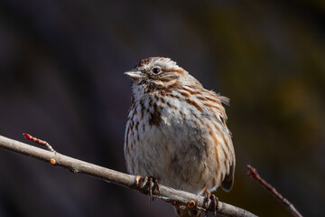 song sparrow perched on a branch near the boise river in idaho