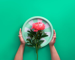 Hands holding tray with single pink peony flower over green background. Toned image, top view. Trendy casual natural eco friendly background. Summer birthday or Mother's day greeting card design.