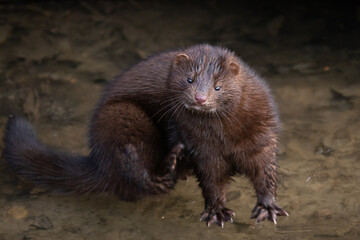 american mink on the ice stratching his leg