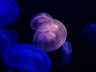 Qualle in einem Salzwasser Aquarium wundersch&ouml;n beleuchtet