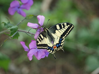 Butterfly papillon machaon