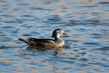 female woodduck swimming in the boise river