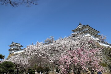 姫路城　満開の桜