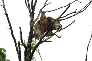 Aves