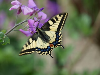 Butterfly papillon machaon