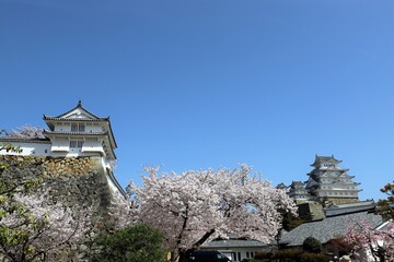 姫路城　満開の桜