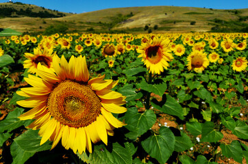 Fototapeta premium The Common Sunflower Plant - Helianthus annuus
