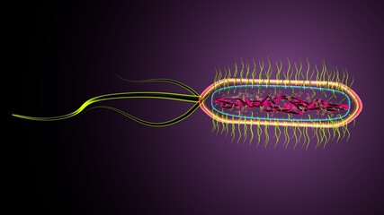 3d illustration of e coli bacteria shapes anatomy.
