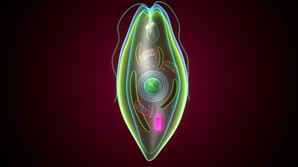 euglena - the structure of the microorganism. 3d illustration