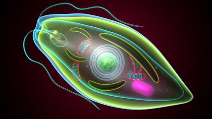 euglena - the structure of the microorganism. 3d illustration