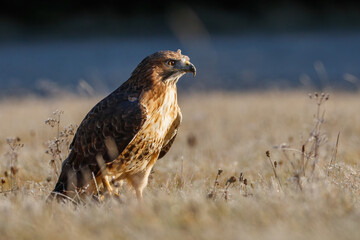 Hawk at frosty sunrise. Red-tailed hawk, Buteo jamaicensis, perched in frosted grass on meadow. Hunting bird of prey in forest. Wildlife from beautiful autumn nature. Habitat North America.