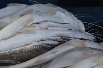 Pássaros