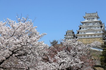 姫路城　満開の桜
