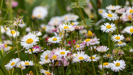 Fototapeta premium daisies in a field