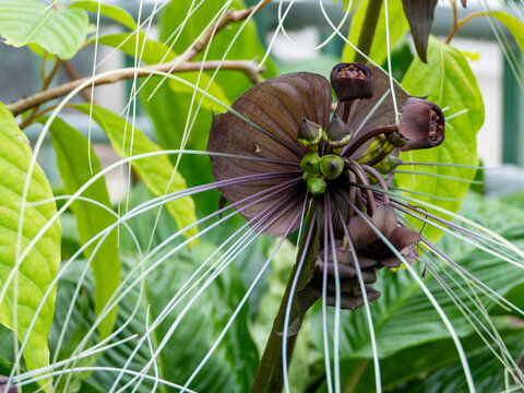 Tacca, Taccaceae also known as bat flower is with its shape and color one of the speculative plants close-up