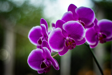 purple orchids