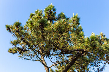 Pine trees at Rio de Moinhos Beach in Esposende, Portugal.