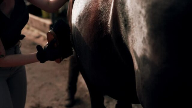 Close up shot of professional jockey care about a stallion in a stable. Woman in uniform and helmet grooming dark horse at the farm. Concept of equestrian sport, domestic animals and active lifestyle.