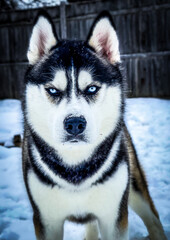 siberian husky puppy