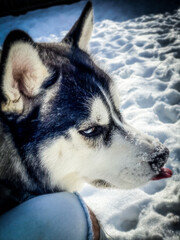siberian husky dog